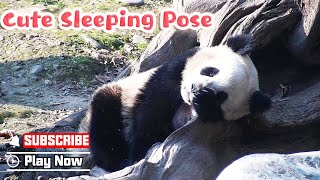 What Does It Mean When A Panda Sleeps In This Pose? | Ipanda
