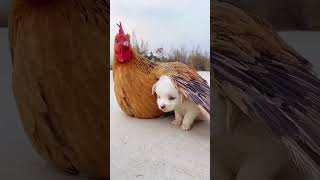 Nice friendship / little puppies & little chick & chicken . A beautiful moment #2182  #shorts