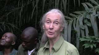 Wounda's Journey:  Jane Goodall releases chimpanzee into forest