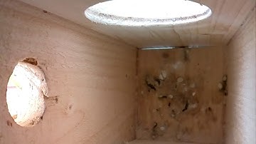 Raspberry Pi Birdbox live stream