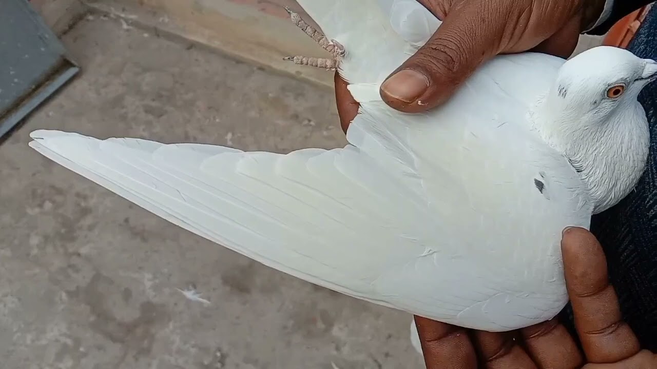 خان فضل خان صاحب اپنے ڈاکو کبوتروں کا شوق کراتے ہوئے