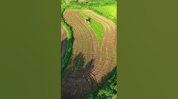 plowing the rice fields using a tractor#shorts
