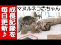 【日々、コマヌル成長日誌。-2019.06.25-】7月13日公開中!@那須どうぶつ王国