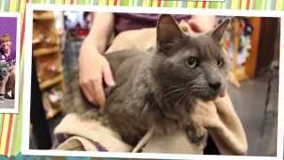 HSSA Pet Spotlights: Reno #781778 (ADOPTED)