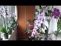 #ОРХИДЕИ #ОрхидеяСогоЮкидан/ Обзор/ Мои цветущие орхидеи. Июнь 2017 часть 2