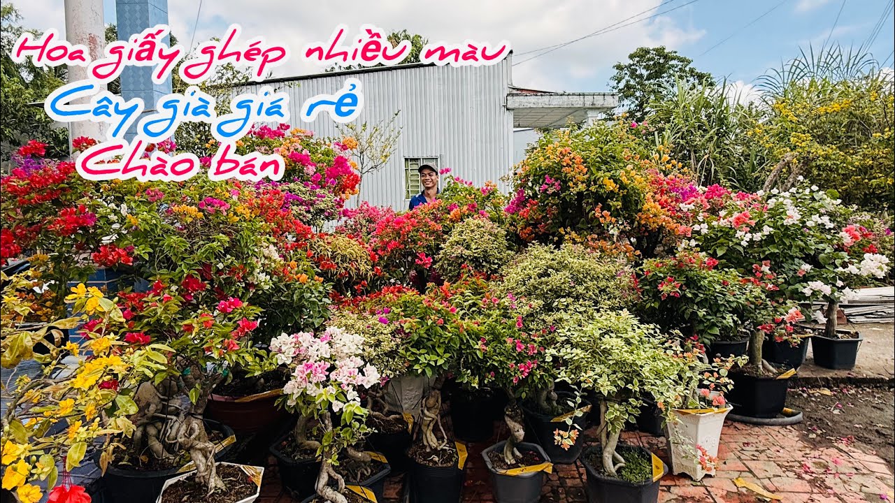 Hoa giấy ghép nhiều màu cây già đẹp chào bán bao ship..02/03😘📲 0934.952.329.Thế