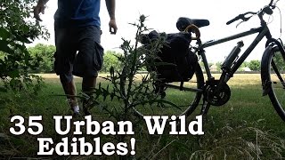 Urban Foraging For 'Wild' Edibles - 35 North American Species