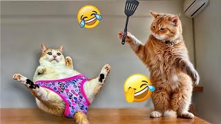 Best Funny Animals 2024 🐕🐈 Funniest Dogs and Cats 😻🐶