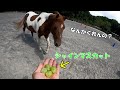 馬たちにシャインマスカットあげました。