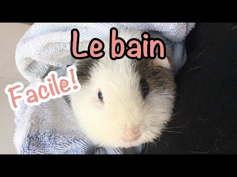 Vidéo: 3 façons de donner un bain à votre hamster