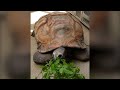 view Leafy Green Buffet for Aldabra and Radiated Tortoises digital asset number 1