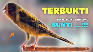 Awas Langsung BUNYI❗Kenari GACOR PANCINGAN KENARI Paud Agar BUNYI - Kenari PAUD Belajar BUNYI || 577