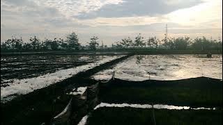 pemandangan sawah