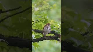 Wood Thrush