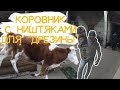 Что общего между коровником, скейтбордом и DRZ? | наБУСТе | #межсезонье