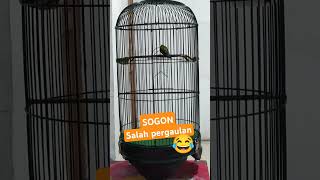 Download Lagu Sogon materian #sogon #sogokontong #kicaumania #cigun MP3 Download Lagu Sogon materian #sogon #sogokontong #kicaumania #cigun MP3