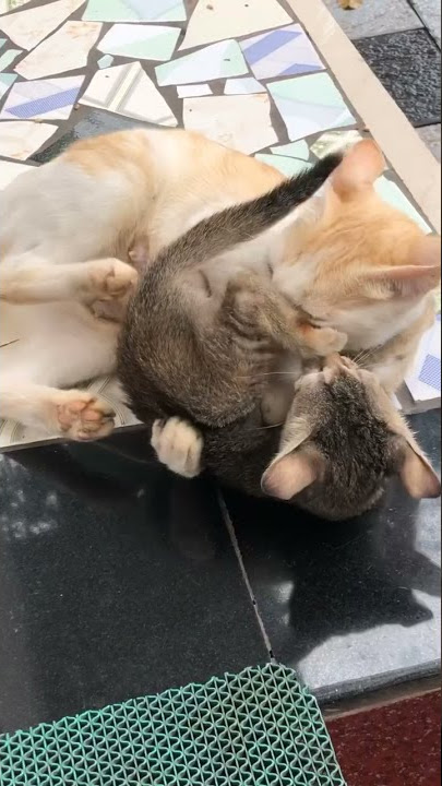 Angry Mother Cat attack her Kitten|Fighting