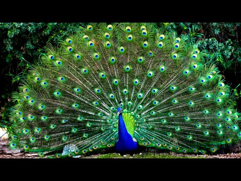 Peacock Sound  Effect- Peacock Up and Close.