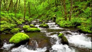 4k UHD Creek flowing in lush forest, White Noise, Gentle Stream, Nature Sounds, Sleep, Study, Relax.