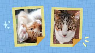 Brother Hais Pho Restaurant Mobile APK + iOS Download Guide 2025 Step by Step screenshot 3