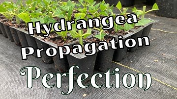 Easy Limelight Hydrangea Propagation \\ Paniculata \\ Propagate Hydrangeas