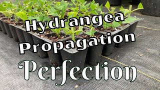 Easy Limelight Hydrangea Propagation \\ Paniculata \\ Propagate Hydrangeas screenshot 2