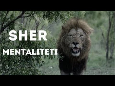 Sher Mentaliteti -