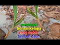 Belajar membuat bonsai kelapa yang sudah tumbuh daun