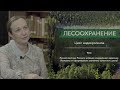 Лесной комплекс России в условиях санкционного давления. Экономика замкнутого цикла (Лесоохранение)