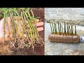 Recycle plastic bottles for rose propagation pots | How to grow roses