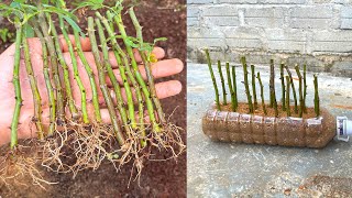 Recycle plastic bottles for rose propagation pots | How to grow roses