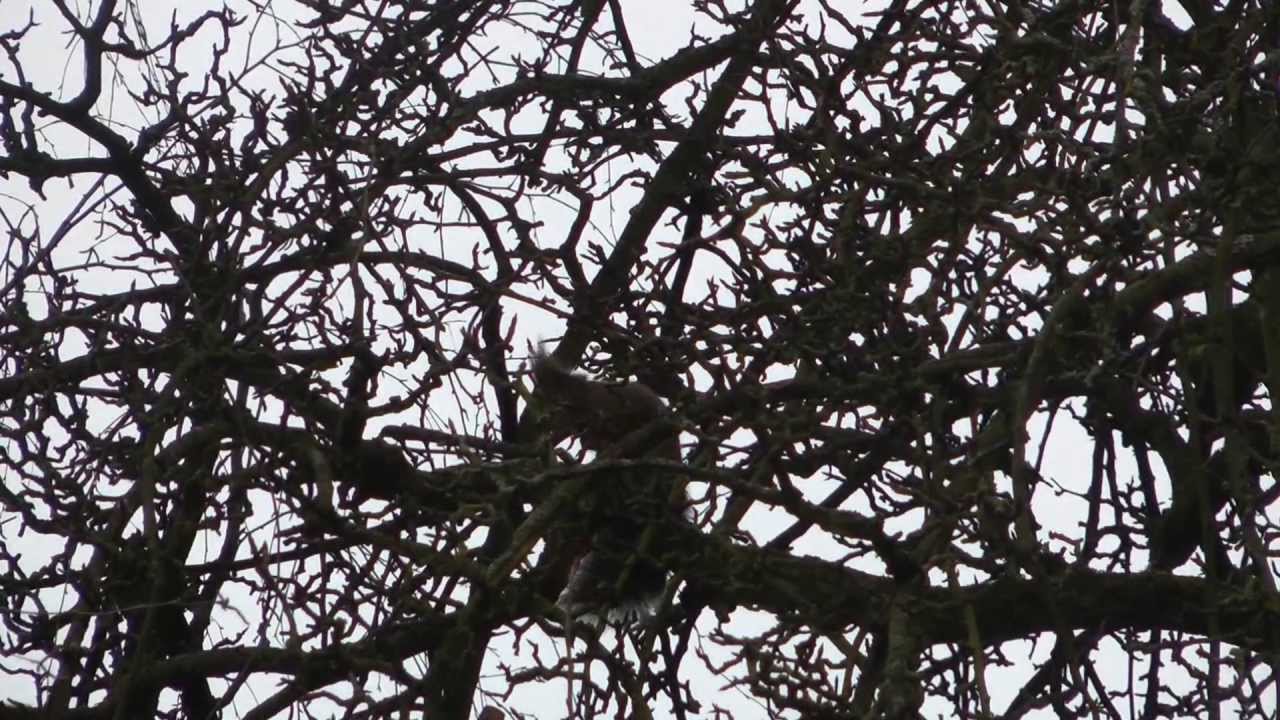 Schöne Vogelstimmen im Garten 28.2.2013 YouTube