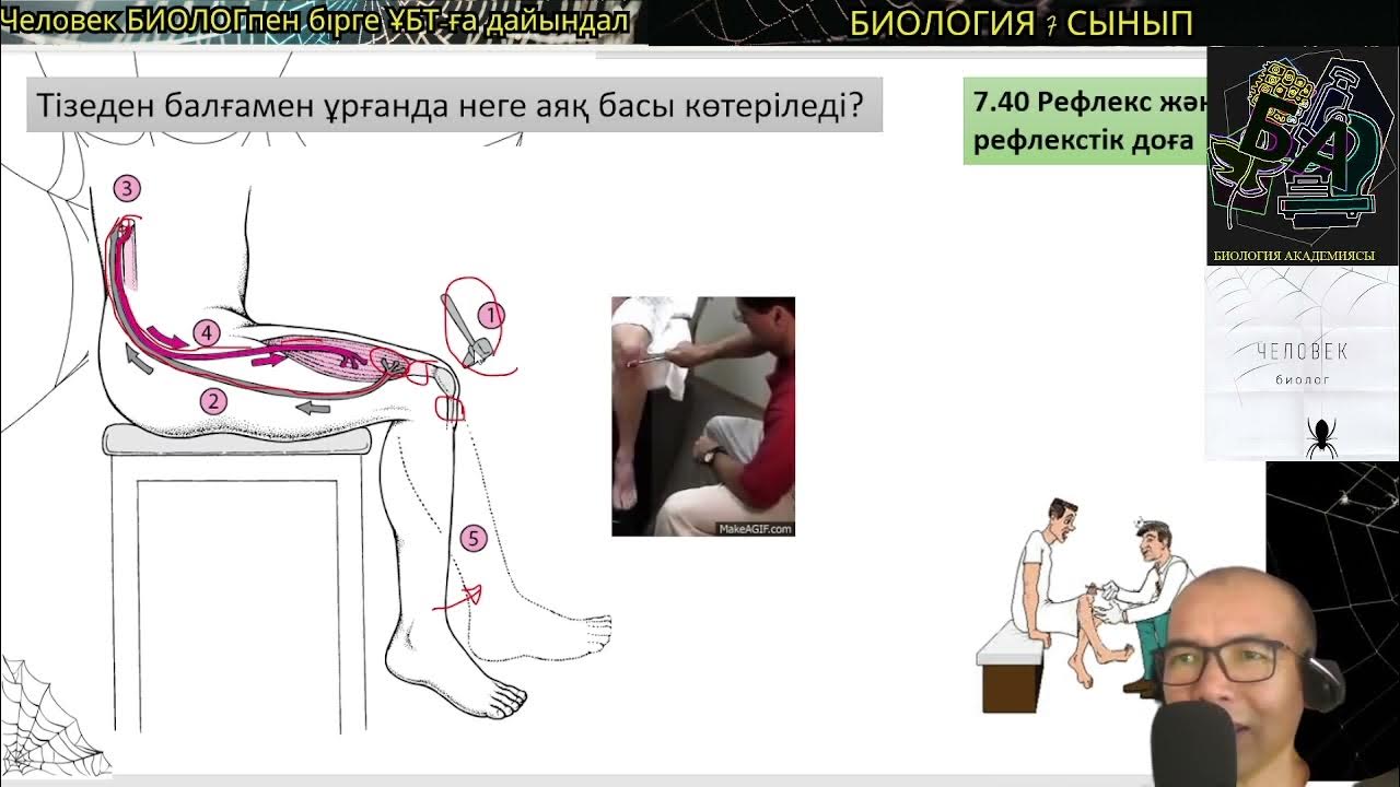7.40. Рефлекс? Рефлекстік доға бөлімдері? #рефлекс #рефлекстікдоға # ...