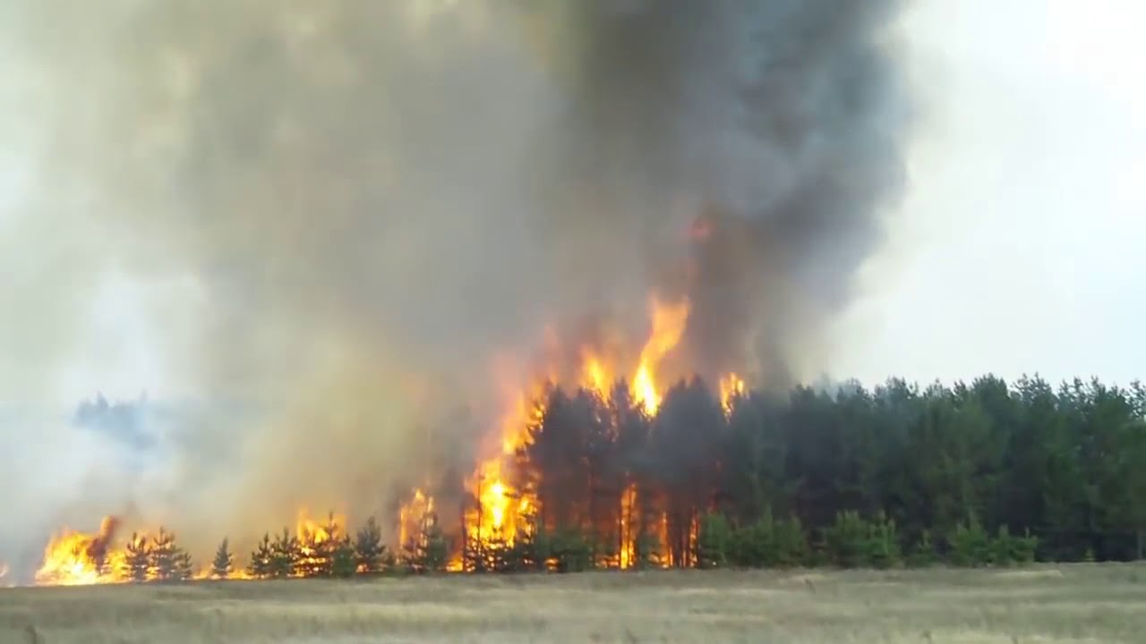 В каких областях пожар. Пожары в Самарской области. Лесопожарная обстановка в Самарской области. Лесной пожар Самара. Лесные пожары в Самарской области.