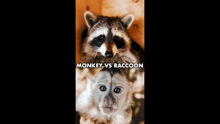Monkey Meets Raccoon! 😍🥰