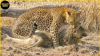 Leopard Attack and Eat Alive Animals Moments | Hungry Leopards Hunting Mercilessly
