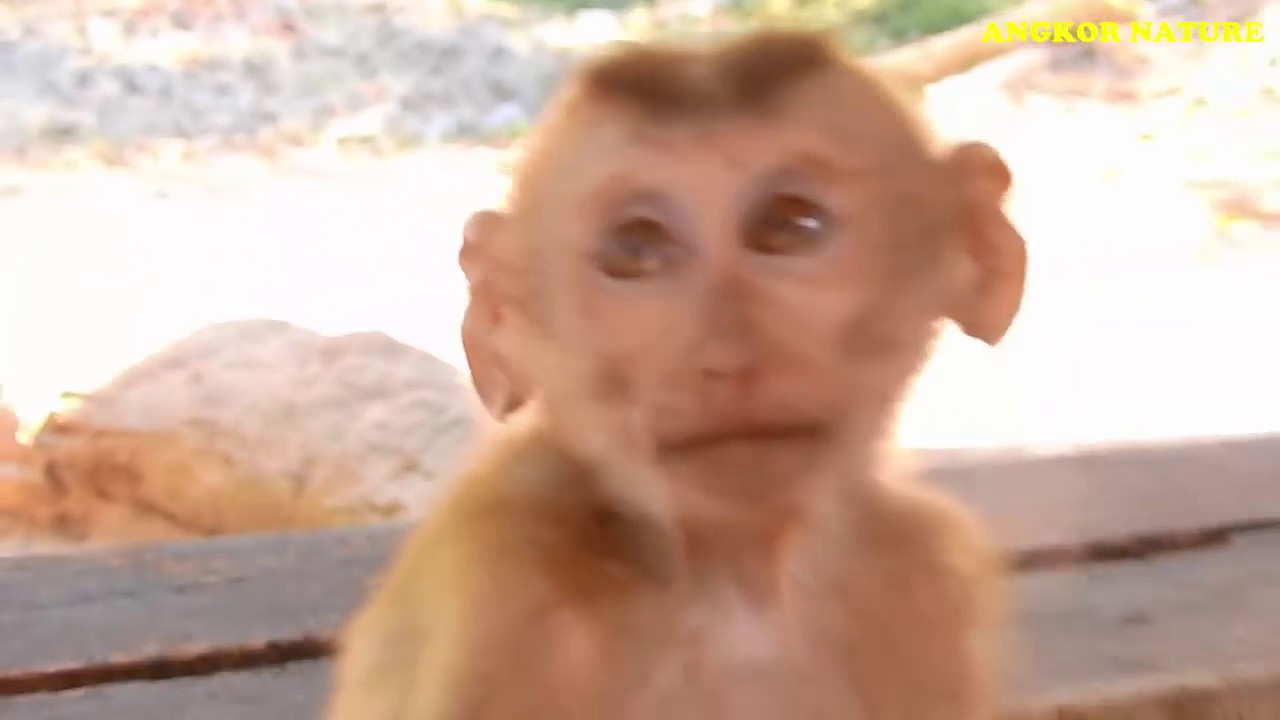 Look so nice! Happy to see Monkey Axel get new beautiful house | Angkor Nature