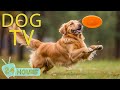 Dog tv entertainment prevent boredom and fun for dogs when home alone  best music for dogs