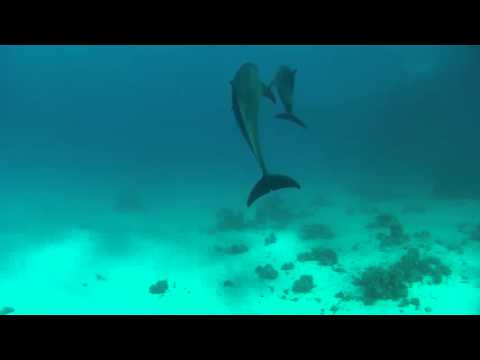 Dolphins at Dorfa el Fanus (Hurghada, Egypt)