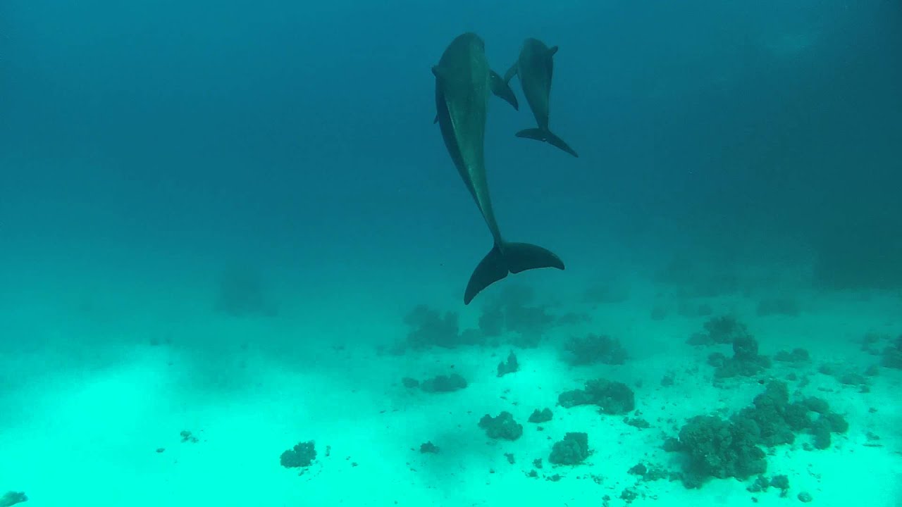Dolphins at Dorfa el Fanus (Hurghada, Egypt)