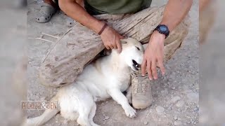 The Beautiful Friendship Between a Marine & The Stray Dog He Met on the Battlefield - Pickler & Ben