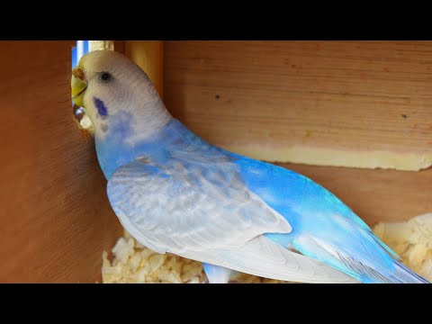 budgie-laying-an-egg