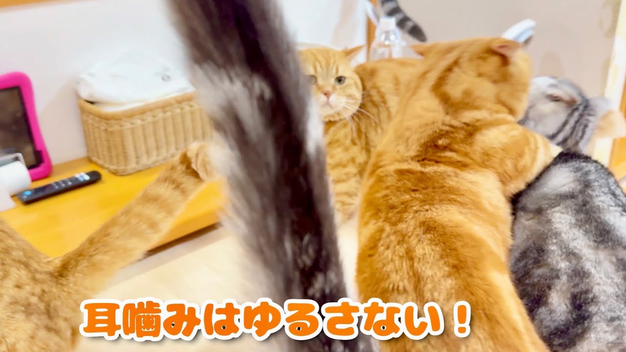 温厚なちゃびくんは耳噛みだけは許さない！