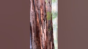Oil Painting of Tree Trunks #oilpainting