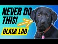 7 Things You MUST NEVER Do To Your Black Lab