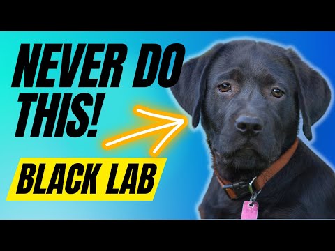 Vídeo: Como ensinar seu laboratório a parar de pular em pessoas