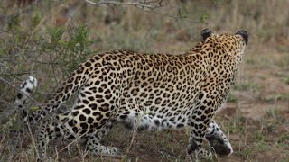 The Island female LEOPARD. Hunt and Cubs.