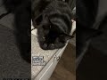 Cats sitting in spots they shouldn’t pt 5 #contentcreator #shortsvideo #cat