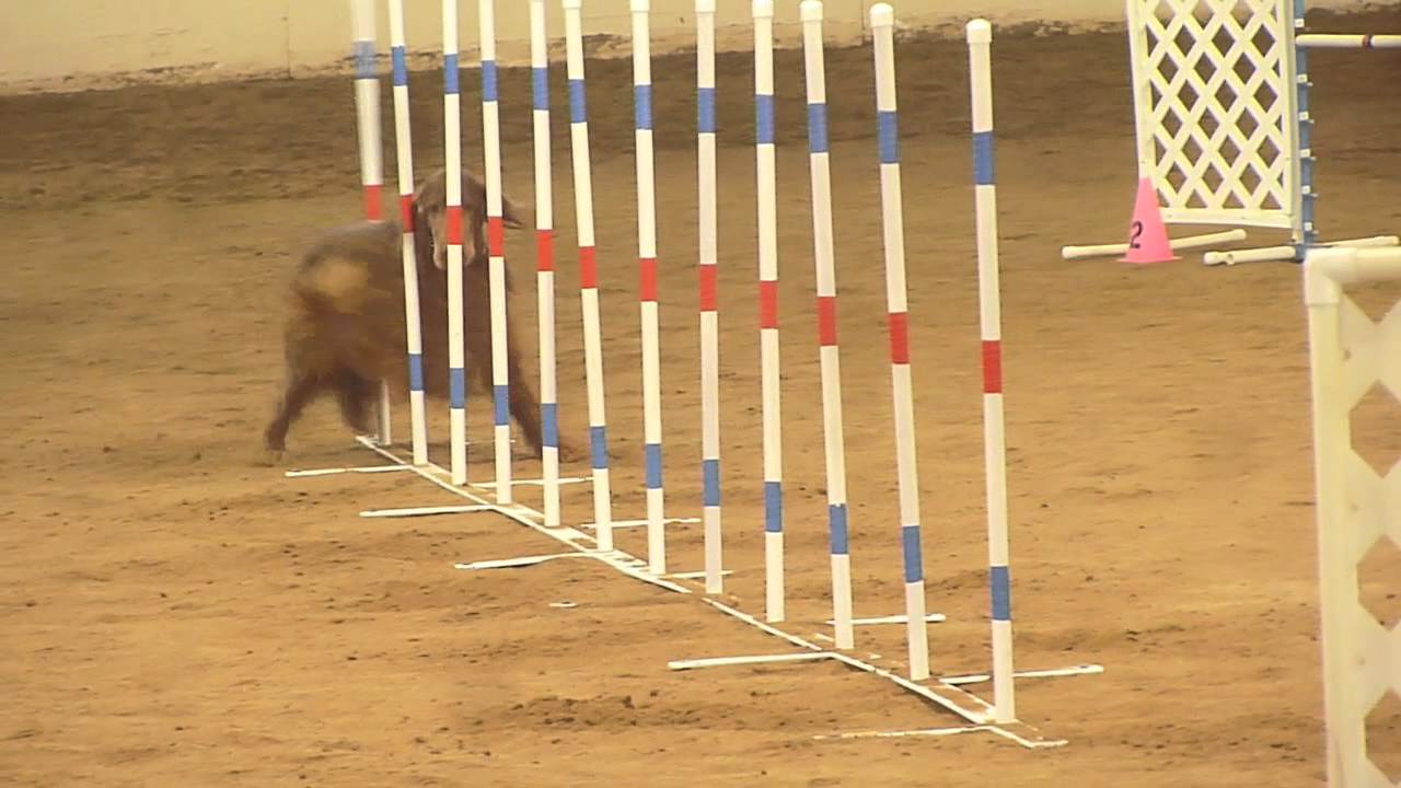 AKC Agility Trial Jan 2013 YouTube akc-agility-trial-jan-2013-youtube
