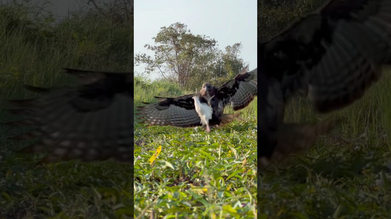 Eagle hunt bird of prey 